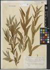 Foto von Salix alba L. x Salix fragilis L.